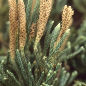 Photographie n°742065 du taxon Lycopodium alpinum L. [1753]