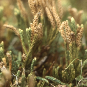 Photographie n°742066 du taxon Lycopodium alpinum L. [1753]