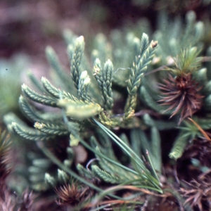 Photographie n°742069 du taxon Lycopodium tristachyum Pursh [1814]