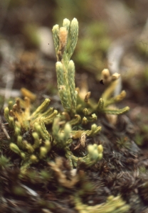 Liliane Roubaudi, le  3 octobre 1992 (Belmont)