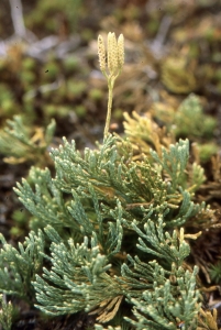Liliane Roubaudi, le  3 octobre 1992 (Belmont)