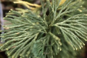 Liliane Roubaudi, le  3 octobre 1992 (Belmont)