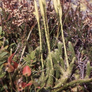 Diphasiastrum tristachyum (Pursh) Holub (Lycopode petit Cyprès)