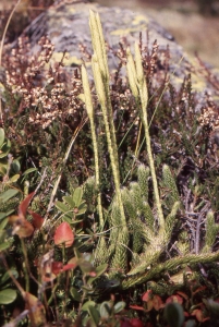 Liliane Roubaudi, le  3 octobre 1992 (Belmont)