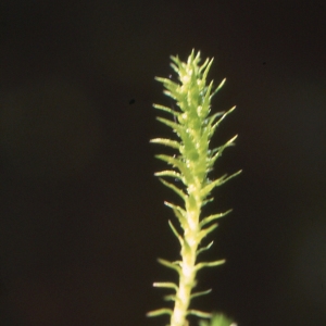 Photographie n°742084 du taxon Selaginella selaginoides (L.) P.Beauv. ex Schrank & Mart. [1829]