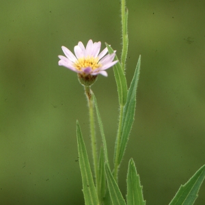 Senecio speciosus Willd.