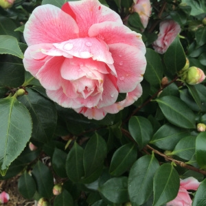 Camellia japonica L. (Camélia du Japon)