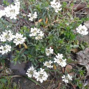 Photographie n°742477 du taxon Iberis sempervirens L. [1753]