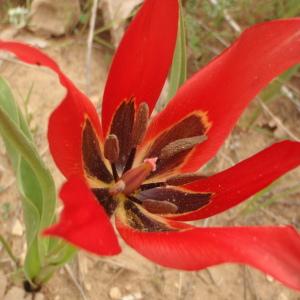 Tulipa agenensis DC. (Tulipe d'Agen)