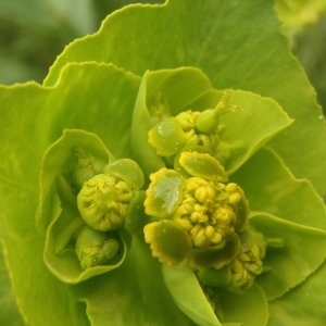 Photographie n°742558 du taxon Euphorbia serrata L. [1753]
