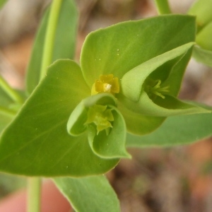 Photographie n°742561 du taxon Euphorbia taurinensis All. [1785]