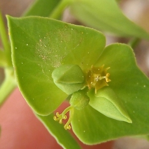 Photographie n°742562 du taxon Euphorbia taurinensis All. [1785]