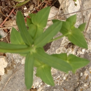 Photographie n°742563 du taxon Euphorbia taurinensis All. [1785]