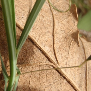 Photographie n°742579 du taxon Lathyrus setifolius L. [1753]