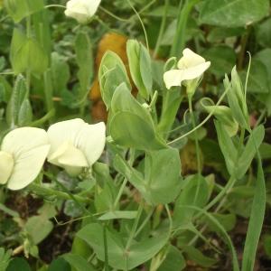 Photographie n°742581 du taxon Lathyrus ochrus (L.) DC. [1805]