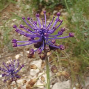 Photographie n°742583 du taxon Muscari comosum (L.) Mill. [1768]