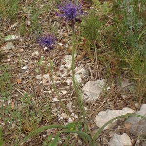 Photographie n°742584 du taxon Muscari comosum (L.) Mill. [1768]