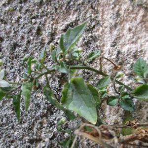 Photographie n°742593 du taxon Solanum nigrum L. [1753]