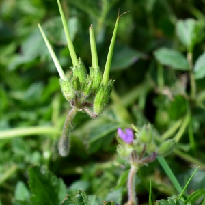 Photographie n°742641 du taxon Erodium moschatum (L.) L'Hér. [1789]