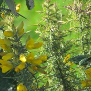 Photographie n°742828 du taxon Ulex europaeus subsp. europaeus