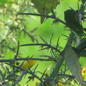 Photographie n°742829 du taxon Ulex europaeus subsp. europaeus