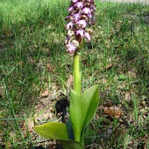 Photographie n°742860 du taxon Himantoglossum robertianum (Loisel.) P.Delforge [1999]