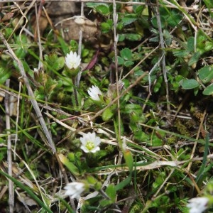 Photographie n°742901 du taxon Cerastium pumilum Curtis [1777]