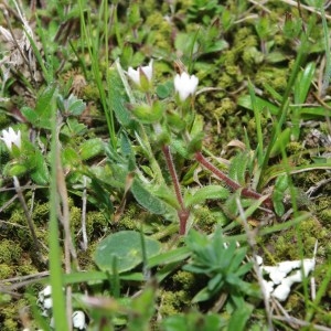 Photographie n°742902 du taxon Cerastium pumilum Curtis [1777]