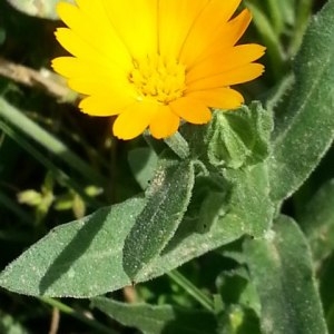 Photographie n°742943 du taxon Calendula arvensis L. [1763]