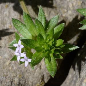 Photographie n°743012 du taxon Sherardia arvensis L. [1753]