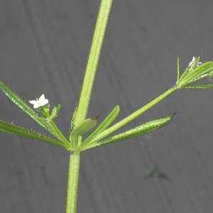 Photographie n°743050 du taxon Galium aparine L. [1753]