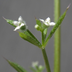 Photographie n°743055 du taxon Galium aparine L. [1753]