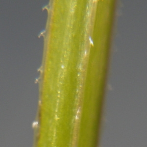 Photographie n°743060 du taxon Galium aparine L. [1753]