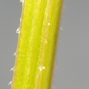 Photographie n°743061 du taxon Galium aparine L. [1753]