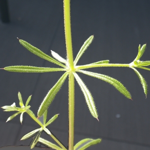 Photographie n°743064 du taxon Galium aparine L. [1753]