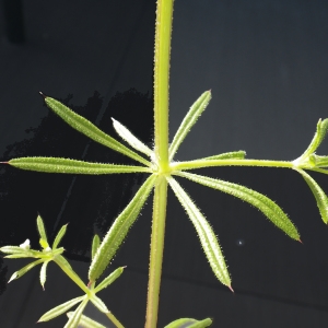 Photographie n°743065 du taxon Galium aparine L. [1753]