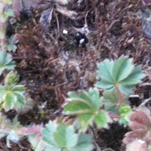 Photographie n°743082 du taxon Potentilla neumanniana Rchb. [1832]