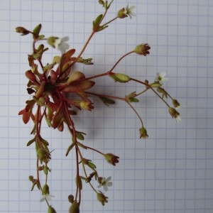 Photographie n°743116 du taxon Saxifraga tridactylites L.