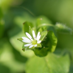 Photographie n°743193 du taxon Stellaria media (L.) Vill. [1789]