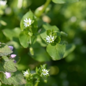 Photographie n°743194 du taxon Stellaria media (L.) Vill. [1789]