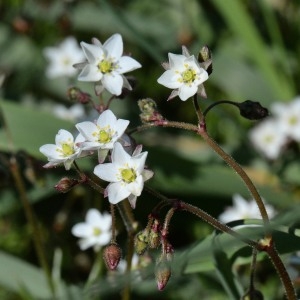 Photographie n°743197 du taxon Spergula arvensis L. [1753]