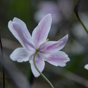 Photographie n°743201 du taxon Anemone nemorosa L. [1753]