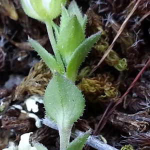 Photographie n°743215 du taxon Arenaria serpyllifolia L. [1753]