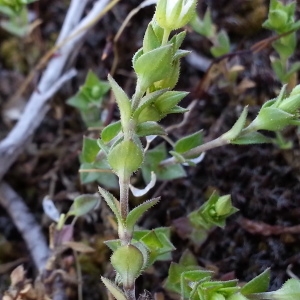 Photographie n°743216 du taxon Arenaria serpyllifolia L. [1753]