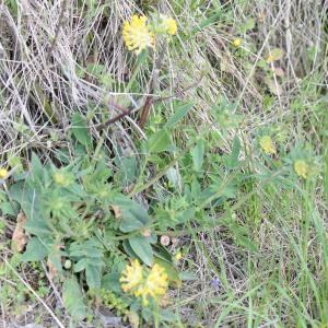 Photographie n°743341 du taxon Anthyllis vulneraria L. [1753]