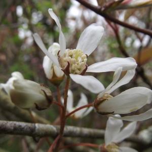 Photographie n°743426 du taxon Amelanchier ovalis Medik. [1793]