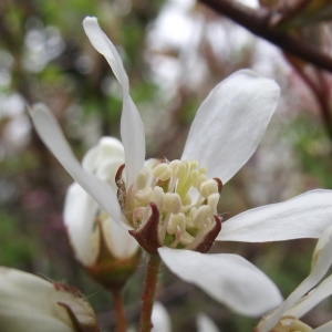 Amelanchier rupestris Bluff & Fingerh. (Amélanchier)