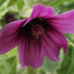 Photographie n°743435 du taxon Malva arborea (L.) Webb & Berthel. [1837]