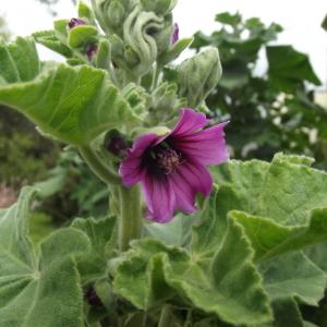 Photographie n°743436 du taxon Malva arborea (L.) Webb & Berthel. [1837]