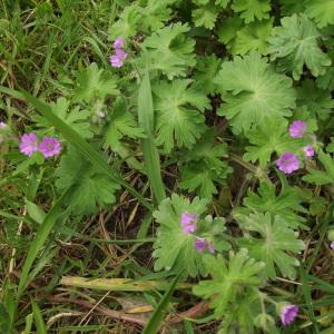 Photographie n°743440 du taxon Geranium molle L. [1753]